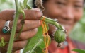 A mini watermelon grown in one of Gesang Wangmo's greenhouses in Bainang County, Xigaze, southwest China's Tibet Autonomous Region. Photo by Xinhua/Li He.