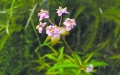 A new species of Euphorbiaceae called Euphorbia xiangxiui. Photo by Xinhua.
