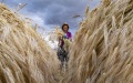 A villager harvests highland barley at Ombu Township of southwest China's Tibet Autonomous Region. Photo by Xinhua/Purbu Zhaxi.