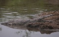 A crocodile is seen in Serengeti National Park in Tanzania. Photo by Xinhua/Xie Hao.