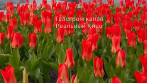 На Майдані Незалежності розцвіли тюльпани, висаджені на честь Героїв Небесної Сотні