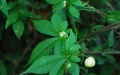 A new species of Cucurbitaceae called Hemsleya revoluta. Photo by Xinhua.