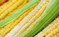 US will provide Ukrainian farmers with corn seeds for spring sowing for free