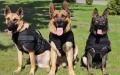 MPs will allow National Guard to run dogs to detain violators