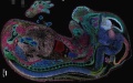 The cellular picture of mice embryo taken by Chinese scientists using Stereo-seq technology. (Photo provided by the researchers/ Xinhua.