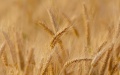 Agrarians Harvest 53.2 Million Tons Of Grain