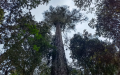 76.8-meter Bhutan white pine in Gelin Village of Medog, southwest China's Tibet Autonomous Region. Photo by Xinhua.