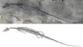 This undated photo shows the fossil specimen and sketch of Honghesaurus, a new species of marine reptiles known as a pachypleurosaur. Photo by Xinhua.