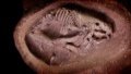 Identifiable hadrosaur embryo fossils discovered in China. Photo by Xinhua.