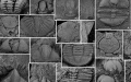 The newly documented trilobite association during the Late Ordovician discovered in Zhenxiong County, southwest China's Yunnan Province. Photo by Xinhua.
