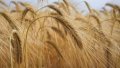 Agrarians Harvest 52.6 Million Tons Of Grain