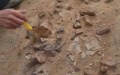 Dinosaur fossil dating back 125 mln years found in north ChinaNatural History Museum of Bayannur City. Photo by Xinhua.