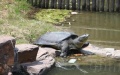 Chinese scientists complete whole-genome sequencing of endangered turtle. Photo by Xinhua.