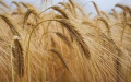 Agrarian Policy Ministry Predicts Decrease In Grain Harvest By 8.8 Million Tons In 2023