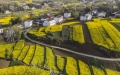 The scenery of rape flowers in Yangxian County, northwest China's Shaanxi Province. Photo by Xinhua/Tao Ming.