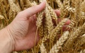 Partner Countries’ Military Convoys Accompanying Ukrainian Grain Tankers Can Solve Food Crisis - Yermak