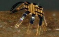Chinese scientists design tiny, wriggling inspection robot. Photo by Xinhua.
