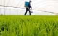 A farmer works at a rice seedling breeding base in Tangshan, north China's Hebei Province. Photo by Li Xiuqing/Xinhua.