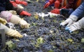 Workers sort grapes in a wine chateau at the eastern foot of Helan Mountain, northwest China's Ningxia Hui Autonomous Region. Photo by Xinhua/Wang Peng.