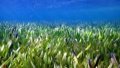 Seagrass meadows Posidonia australis are seen in Shark Bay, Western Australia. Photo by Xinhua.