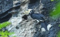 Oriental pied hornbill in the white-headed langur national-level nature reserve in Chongzuo, south China's Guangxi Zhuang Autonomous Region. Photo by Liang Jipeng/Xinhua.