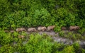 A herd of wild Asian elephants in Yuanjiang County of Yuxi City, southwest China's Yunnan Province. Photo by Xinhua/Hu Chao.