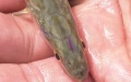 Endangered fish released in China. Photo by Xinhua.