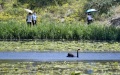 Tourists view a black swan in the lake in Yuanmingyuan Park in Beijing, capital of China. Photo by Xinhua/Li Xin.