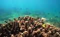 Corals planted to protect marine ecosystem in China. Photo by Xinhua.