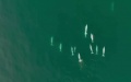 Rare Chinese white dolphins spotted off the coast of E China. Photo by Xinhua.