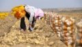 A farmer in China is reaping potatos. Photo by Xinhua/Yang Zhisen.