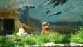China's oldest existing artificially-bred snow leopard "Ao Xue" is treated to a special meal celebrating its sixth birthday at Xining Wildlife Park. Photo by Xinhua/Geng Huihuang.