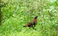 A male Temminck's tragopan (Tragopan temminckii) is seen in the Qinling Mountains in Ningshan County, northwest China's Shaanxi Province. Photo by Xinhua/Tian Ningchao.