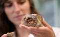 An Israeli researcher shows pieces of flint tools with traces of fire use at Weizmann Institute of Science in Rehovot. Photo by Gil Cohen Magen/Xinhua.