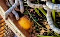A "golden cocoon" and silkworms at a villager's silkworm breeding farm in Jiansheng Village of Tongxiang City, east China's Zhejiang Province. Photo by Xinhua/Xu Yu.