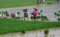 Farmers are busy working in rice paddies in Shashuiping Village, southwest China's Guizhou Province. Photo by Hu Panxue/Xinhua.