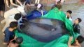 A giant freshwater stingray in Stung Treng province, Cambodia. Photo by Xinhua.