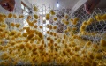 A villager harvests "golden cocoons" at his silkworm breeding farm in Jiansheng Village of Tongxiang City, east China's Zhejiang Province. Photo by Xinhua/Xu Yu.