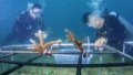 Researcher and staff transplant corals in the waters of Fenjiezhou Island of Hainan Province, south China. Photo by Xinhua/Zhang Liyun.