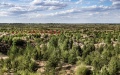 A forest of Scots pine in Yulin City, northwest China's Shaanxi Province. Photo by Xinhua/Tao Ming.