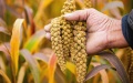 Ripe millet at Yonghe Village in Wuan City, north China's Hebei Province. Photo by Xinhua/Wang Xiao.