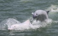 Chinese white dolphins. Photo by Xinhua.