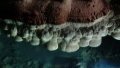 The "cave cloud" in Xiniuyan Cave, in Wuxuan County, in the city of Laibin, south China's Guangxi Zhuang Autonomous Region. Photo by Xinhua/Chen Lixin.