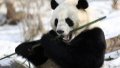 A giant panda eats bamboo at the snow-covered Xining Panda House in Xining, capital city of northwest China's Qinghai Province. Photo by Xinhua/Wu Gang.
