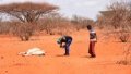 An official (L) of the United Nations Food and Agriculture Organization (FAO) takes a photo of a cow's carcass in the drought-hit Garissa County, Kenya. Photo by John Okoyo/Xinhua.