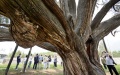 Branches of the 3,500-year-old cypress tree are supported by protective facilities in Xinchengzi Township, Miyun District, Beijing. Photo by Xinhua/Li Xin.