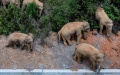 Wild Asian elephants. Photo by Xinhua.