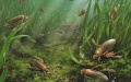 The restored photo shows the ecosystem of Karataviella popovi. Photo by Xinhua.