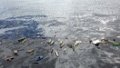 The floating marine debris. Australia's national science agency has found that there are about 14 mln tonnes of small plastic pieces on the ocean floor. Photo by CSIRO/ Xinhua.