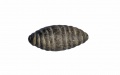 5,200-year-old stone carving chrysalis found in north China. Photo by Xinhua.